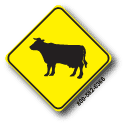Cattle W11-4